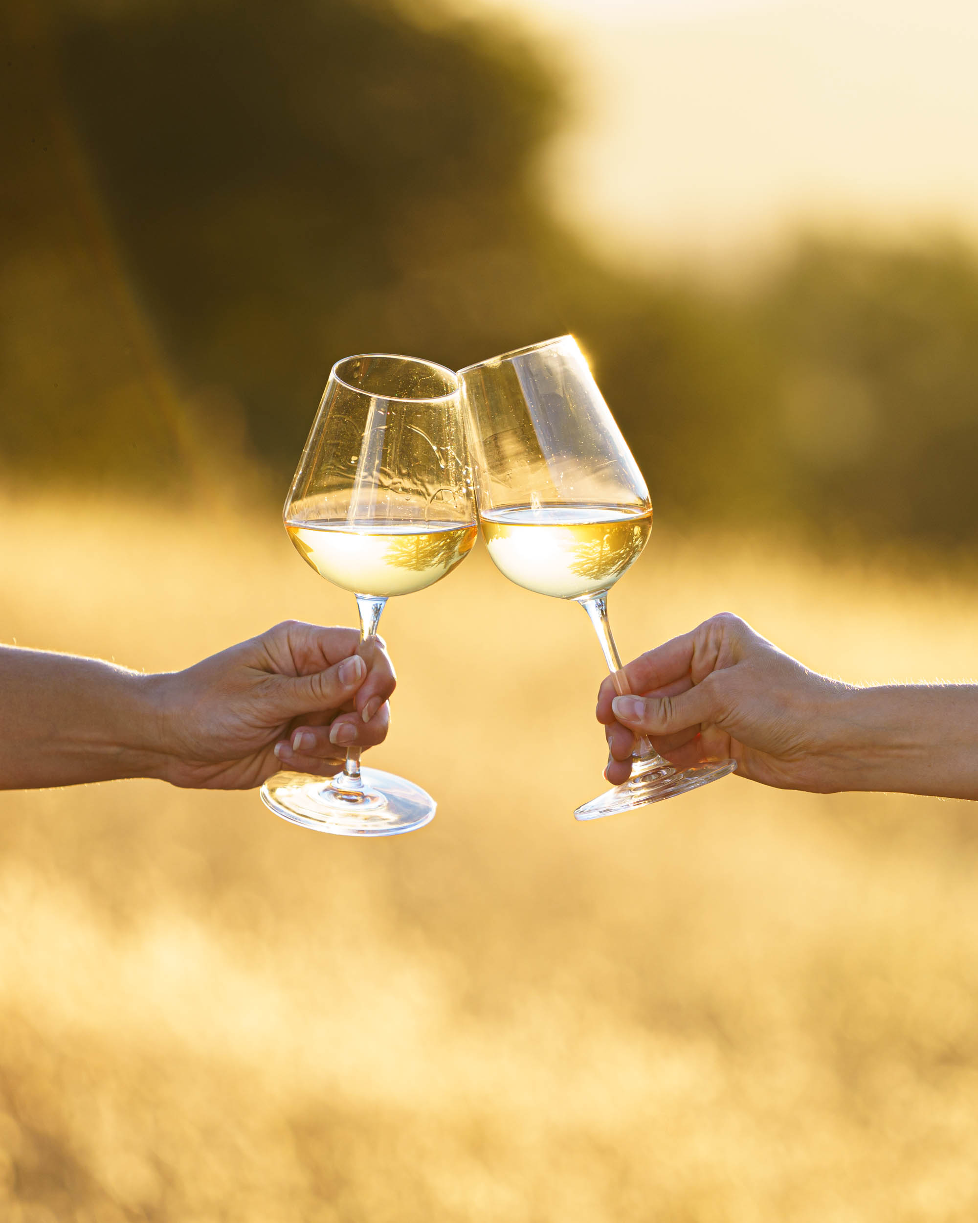 Two people tapping wine glasses filled with white wine.